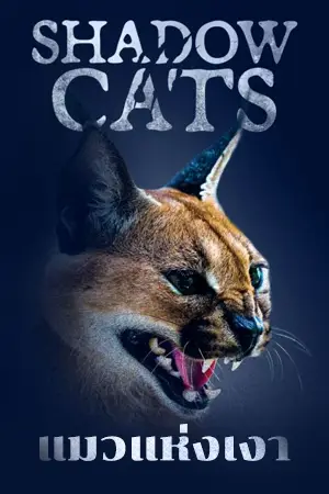 ดูหนัง Shadow Cats (2022) แมวแห่งเงา เต็มเรื่อง HD มาสเตอร์